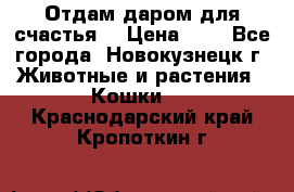 Отдам даром для счастья. › Цена ­ 1 - Все города, Новокузнецк г. Животные и растения » Кошки   . Краснодарский край,Кропоткин г.